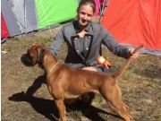 Bodø 11.06.2016 - Norsk Boxerklubb avd. Nordland - Cert 4.BTK