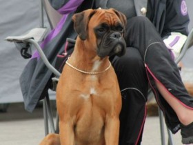 Boxerdalen's Golden Heart 110616 Salten