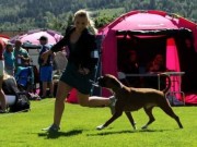 Drammen 04.06.2016 - Norsk Kennel Klub - 2.UKK