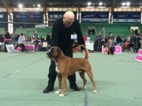 Leopold av Boxerhuset 040616