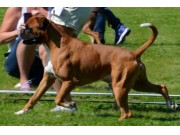 Drammen 04.06.2016 - Norsk Kennel Klub - 1.AKK, CK