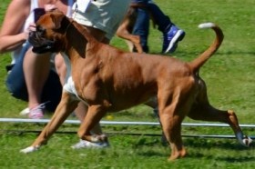 Boxerdalen's Quality Design Again 040616