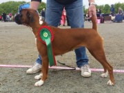 Tromsø 19.06.2016 - Norsk Kennel Klub - BIM, Cert, Norsk Utstillingschampion
