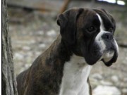 Drammen 04.06.2016 - Norsk Kennel Klub - BIM