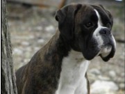Lillestrøm 20.11.2016 - Dogs4All/Norsk Vinnerutstilling 2016 - BIM, NV-16