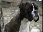 Lillehammer 13.08.2016 - Norsk Kennel Klub - CACIB, BIR
