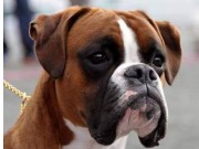 Tromsø 19.06.2016 - Norsk Kennel Klub - Cert, Res. Cacib, Norsk Utstillingschampion