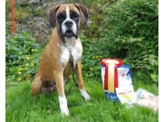 Evjemoen 25.06.2016 - Norsk Collie klubb Sørlandet - BIR Valp