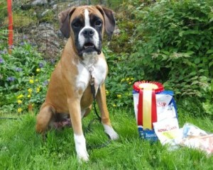Birkeboxer Othello 250616