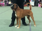 Tromsø 19.06.2016 - Norsk Kennel Klub - BIR