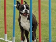 Tønsberg 09.10.2016 - Tønsberg Hundeklubb - Agility klasse 2