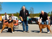 Bodø 11.06.2016 - Norsk Boxerklubb avd. Nordland - BIR og BIM 