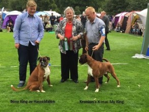 Boxy King av Hasseldalen og Kronion's X-mas My Kin