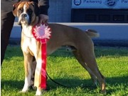 Hamresanden Kristiansand 06.08.2016 - Norsk Miniatyrhundeklubb - BIR Valp
