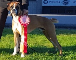 Birkeboxer Othello 060816