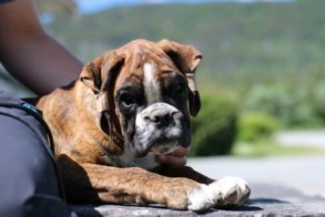 Birkeboxer Pandora 300716_1