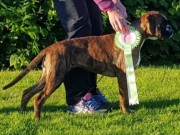 Hamresanden Kristiansand 07.08.2016 - Norsk Miniatyrhundeklubb Agder - BIM Valp
