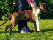 Hamresanden Kristiansand 06.08.2016 - Norsk Miniatyrhundeklubb - BIM Valp