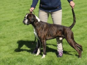 Boxers Bonito Rocky 1- 2