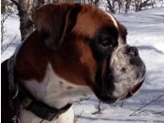 Kongsvinger 23.04.2016 - Norsk Retriever Klubb avd. Kongsvinger - Mentalbeskrivelse - MH