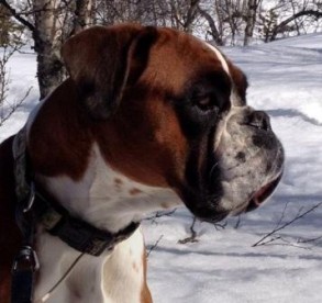Boxerknock Charmed Life Vinter
