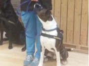 Krokstadelva 01.05.2016 og 12.06.2016 - Smellerhund og 4 poter - Smeller