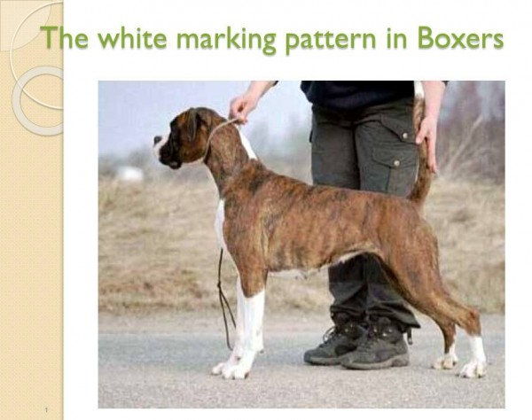 The white marking pattern in Boxers