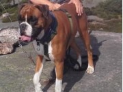 Kristiansand 28.08.2016 - Kr.sand Hundeklubb/Sanitetsforeningen/Kløvertun Rehab.senter/Kristiansand kommune - Tur og besøkshund