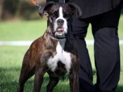 Drøbak 03.09.2016 - Drøbak Hundeklubb - Lydighet klasse 3