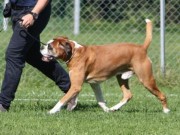 Vandrup Danmark 20.08.2016 - Dansk Kennel Klub Kreds 4 - BIR Veteran