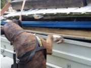 Krokstadelva 12.06.2016 - Smellerhund og 4 poter - Smeller klasse 1 - Kjøretøysøk