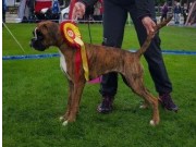 Orre 10.09.2016 - Norsk Kennel Klub avd. Rogaland - BIR Valp