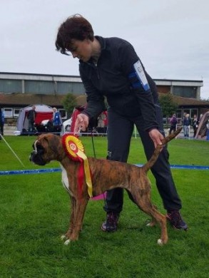 Birkeboxer Pandora 100916
