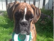 Orre 10.09.2016 - Norsk Kennel Klub avd. Rogaland - BIM Valp