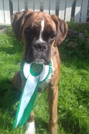 Birkeboxer Primo 100916