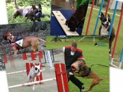 Norsk boxerklubb inviterer til boxerfaglig seminar lørdag 29. oktober 2016