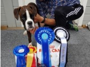 Finstadbru 18.06.2016 - Sørum Hundeklubb - 2.BIG Valp