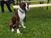 Finstadbru 19.06.2016 - Sørum Hundeklubb - 4.BIG Valp