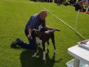 Råde 30.07.2016 - Moss og omegn hundeklubb - BIR Valp