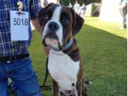 Råde 31.07.2016 - Moss og omegn hundeklubb - BIR Valp