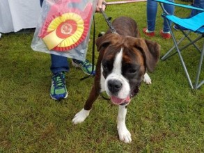Nils av Boxerhuset 130816