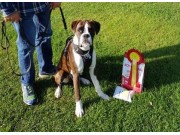 Eidsvoll 17.09.2016 - Eidsvoll Hundeklubb - BIR Valp
