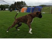 Kristiansand 07.08.2016 - Norsk Miniatyrhund Klubb Agder - Cert, 2.BHK