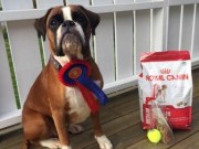 Brårud 18.09.2016 - Eidsvoll Hundeklubb - Rallylydighet klasse 2