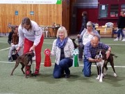 Bø i Telemark 08.10.2016 - Norsk Schipperke klubb - BIM Valp