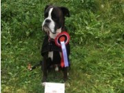 Kløfta 06.11.2016 - Stovner Hundeklubb - Agility klasse_2