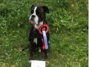 Kongsvinger 16.10.2016 - Trysil Hundeklubb - Agility hopp 2