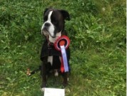 Kongsvinger 15.10.2016 - Trysil Hundeklubb - Agility hopp 2