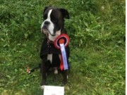 Kløfta 06.11.2016 - Hundeklubb - Agility hopp 2