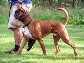 Boxerhavens Kornelius 151016